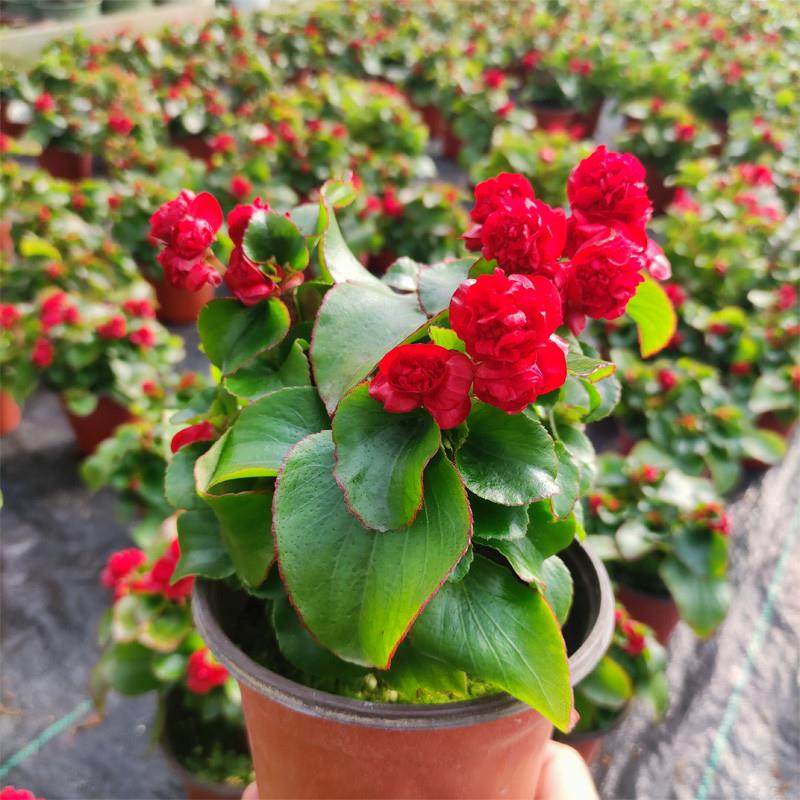 重瓣四季海棠花带花发货玻璃球球花四季开花不断观花植物阳台客厅