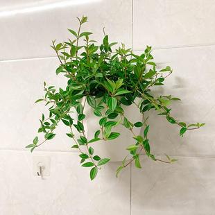 懒人自动吸水花盆墙上多肉绿萝壁挂塑料加厚挂壁挂墙盆栽水培花盆