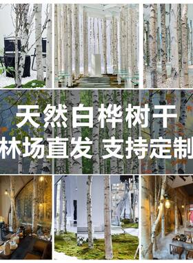 原生态桦树装饰婚庆树杆桦木造景木桩隔断树栅栏背景墙原木白桦树