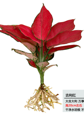 招财摆件吉利红带盆水培植物大红色中国红如意皇後小苗办公室桌面