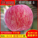 山西吉縣壺口瀑布蘋果條紅富士脆甜多汁應(yīng)季 包郵 時令孕婦水果10斤