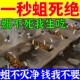 蛆虫杀虫药剂农村旱厕所除杀臭蛆虫苍蝇蚊子药剂神器除灭蛆灵药剂