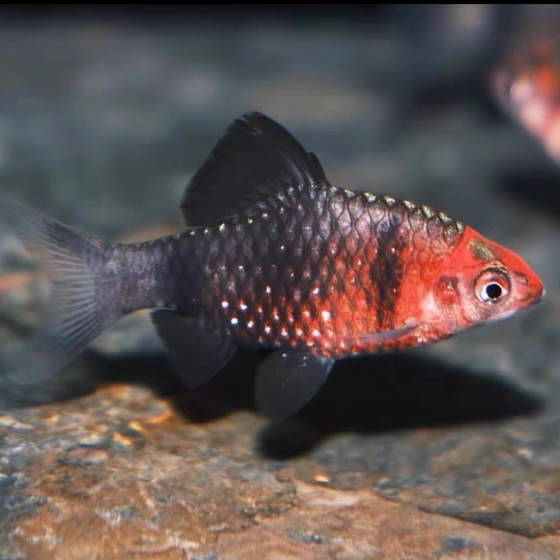 黑红宝石鲫鱼热带观赏鱼东南亚淡水鱼彩虹鲫红黑熊猫鲫活体原生鱼,宠物/宠物食品及用品,鱼,淘宝优惠券,粉丝福利购,淘宝优惠卷