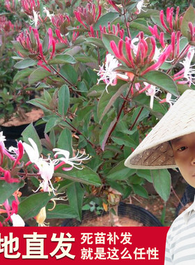 金银花树桩白色五彩攀援带盆栽好