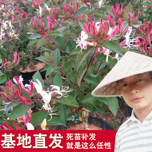 金银花树桩白色五彩攀援带盆栽好