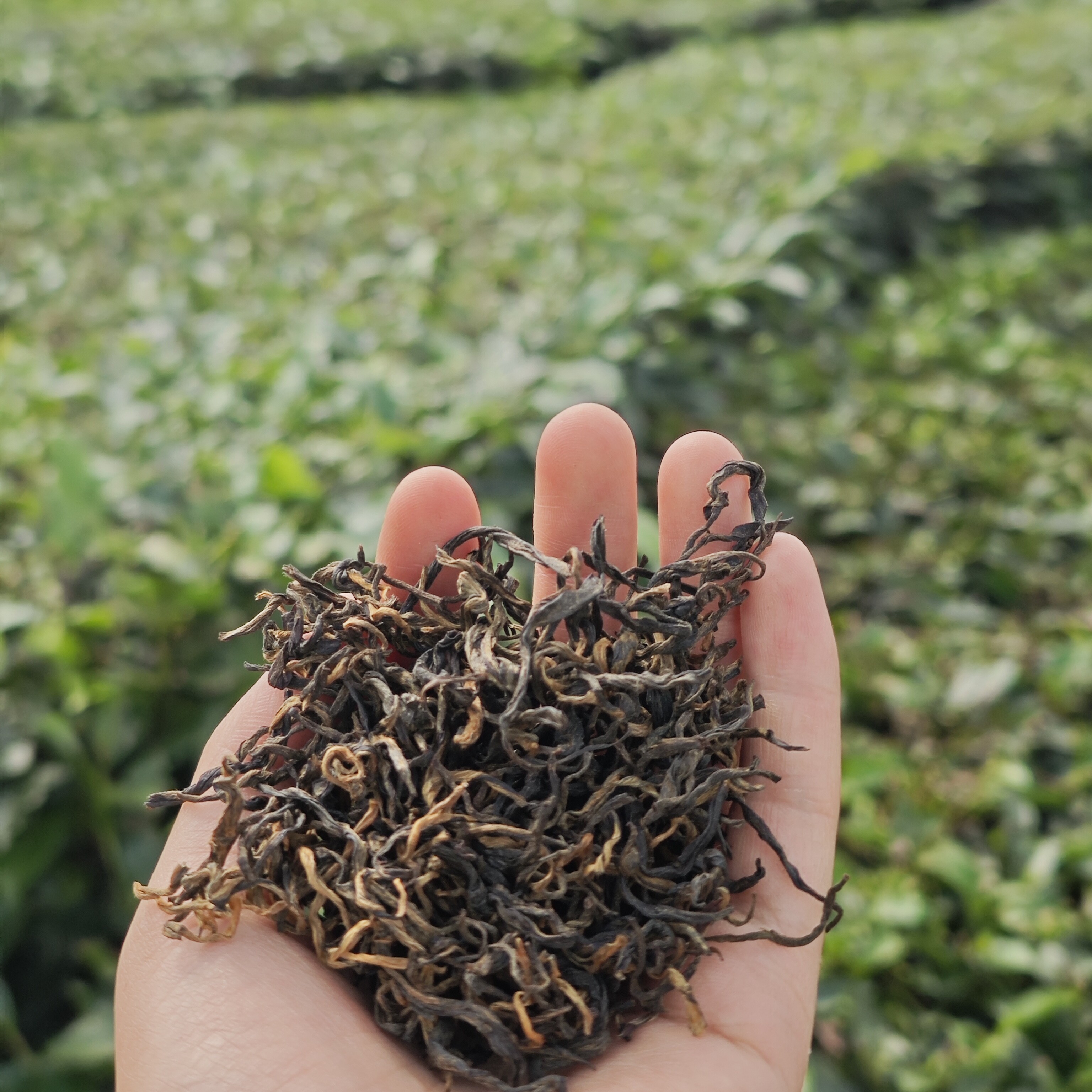 2025年云南高海拔红茶头春头采云南特色茶叶核心产区源头直采直供