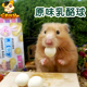 Alice原味乳酪球10粒 兔子豚鼠荷兰猪西施熊仓鼠零食