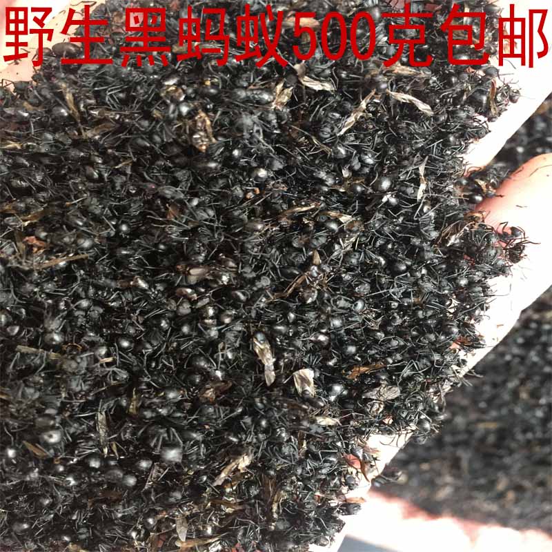 野生广西500g正宗晒干新品中药材