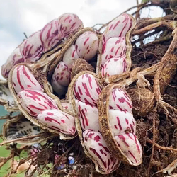 孟连七彩花生云南花生新鲜生花生现挖现发云南特产富硒花生顺丰