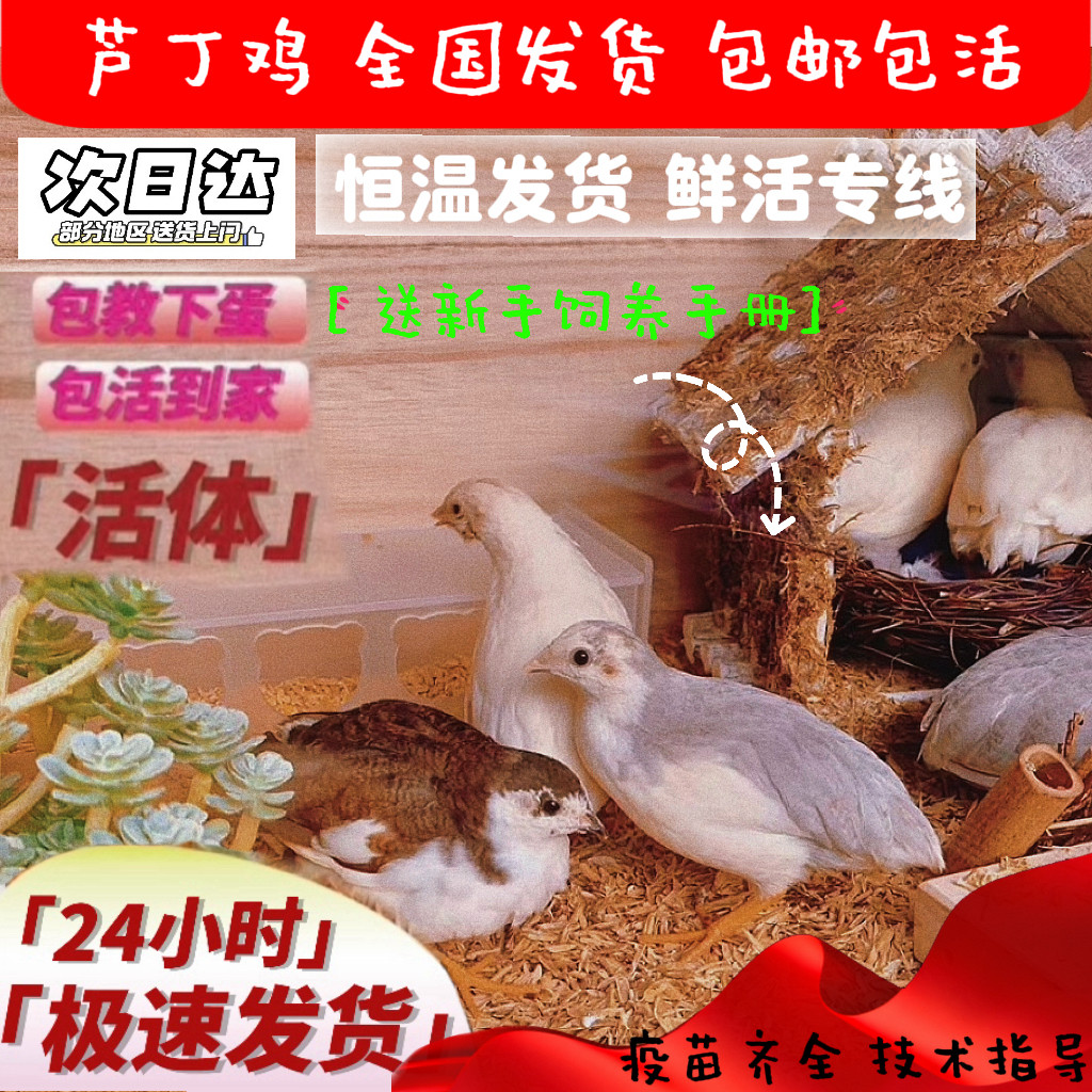 50-60天宠物鸡芦丁鸡下蛋鸡图片
