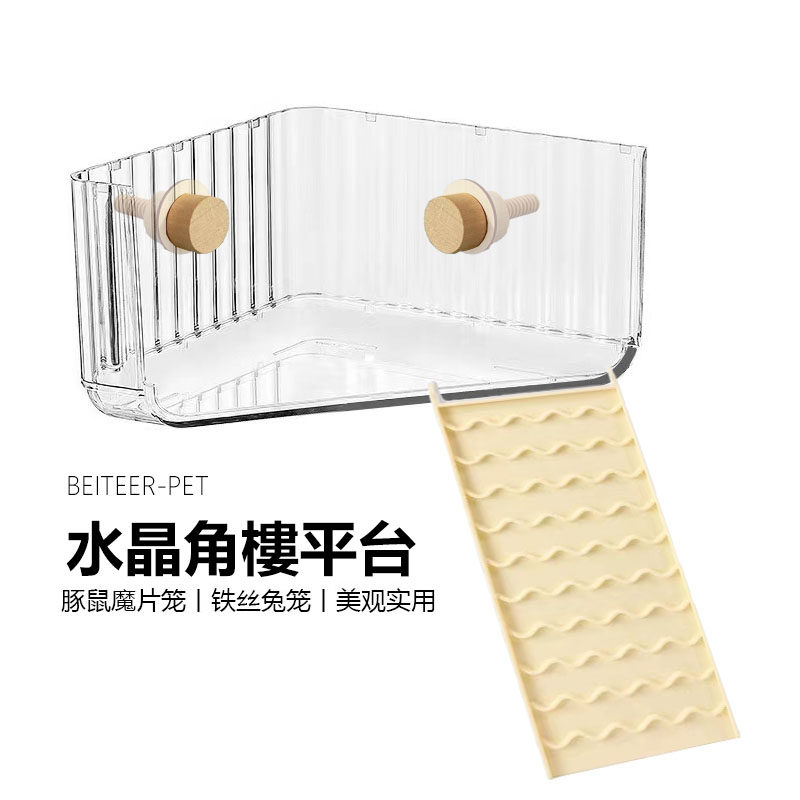 荷兰猪兔子猛兔金丝熊图片