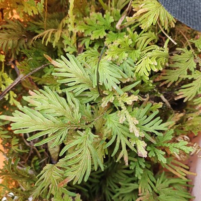地柏枝野柏树丹雪凤尾草止血草石蜈蚣小叶凤尾草小雉鸡尾