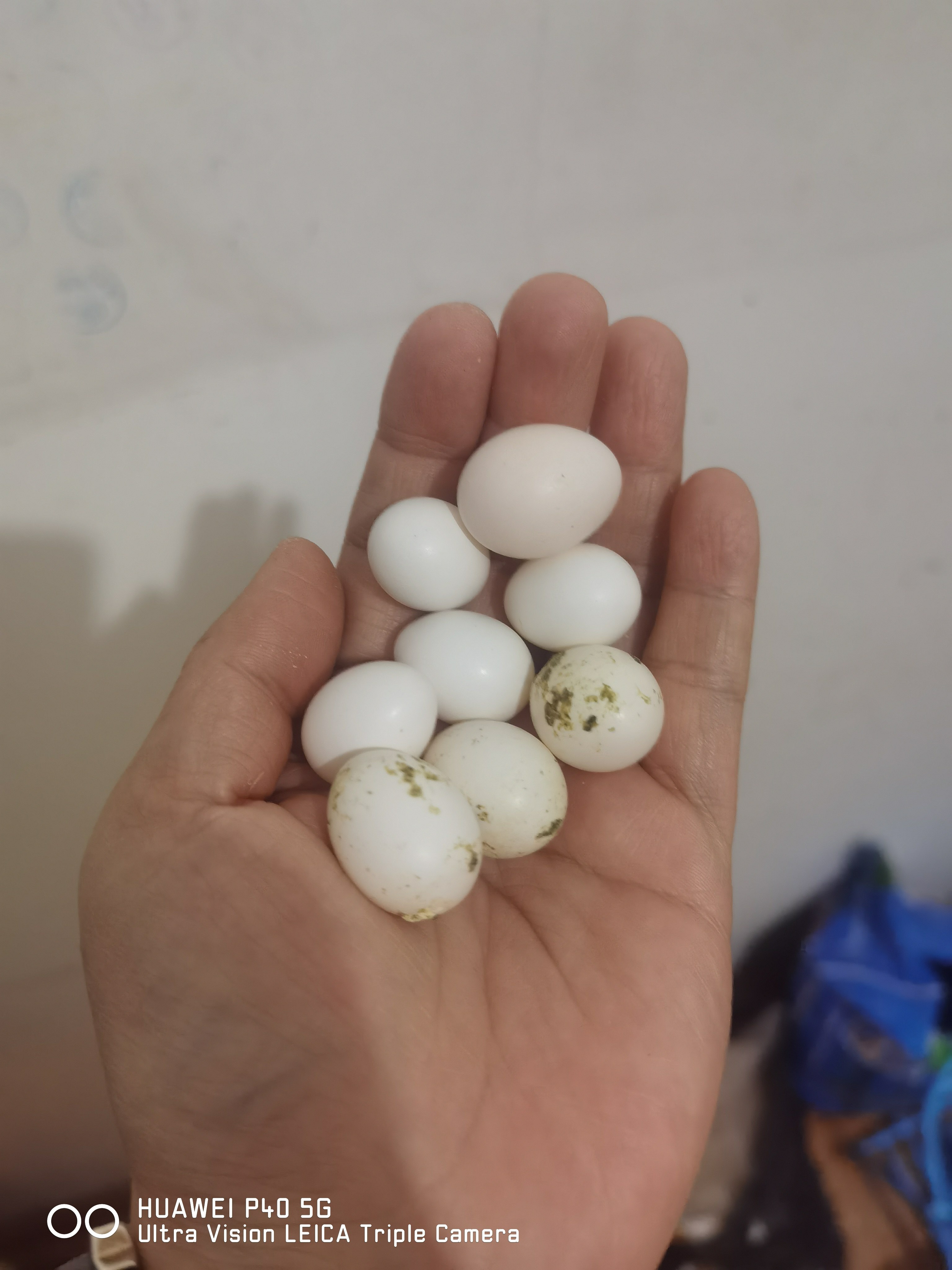 鹦鹉蛋受精蛋玄凤鹦鹉蛋牡丹虎皮受精蛋包邮各种鹦鹉鸟蛋种蛋,宠物/宠物食品及用品,鸟,淘宝优惠券,粉丝福利购,淘宝优惠卷