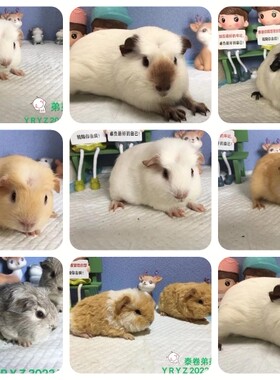 （成都当天到）荷兰猪活体豚鼠长顺逆毛冠毛奶黄断短顺送笼子包邮