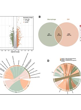 NCBI blast 多序列比对共线性分析比较基因组生信 16s 菌株鉴定