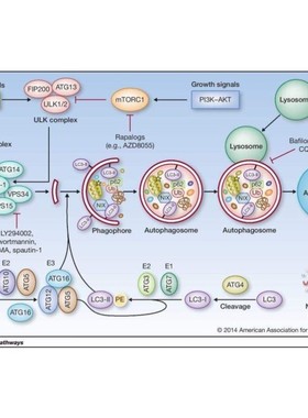 科研绘图封面信号通路医学SCI作图插画 机制图TOC摘要图画图 制图