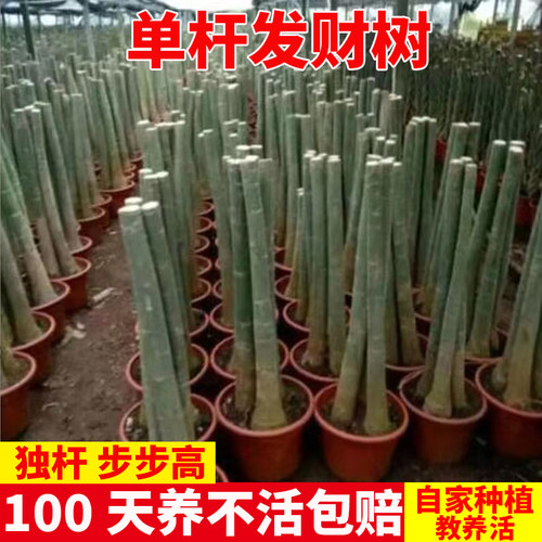 文奇花店步步高发财树产地直销