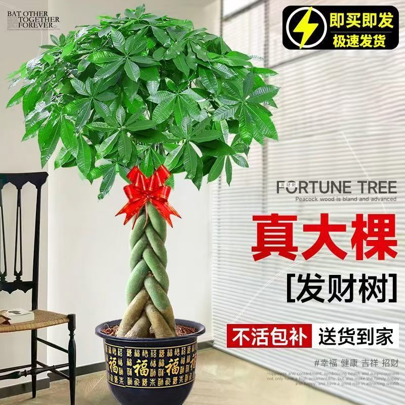 发财树盆栽大棵室内摆客厅大型步步高招财树绿植物办公室乔迁开业