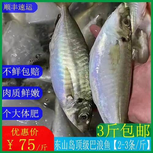 东山养殖巴浪鱼个大体肥