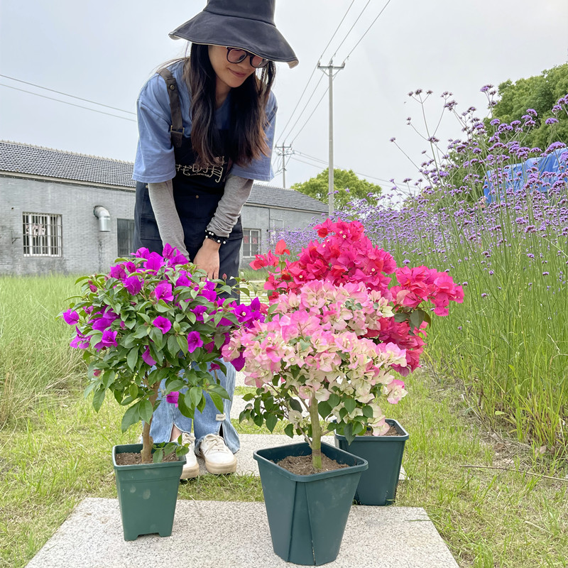 重瓣红三角梅盆栽带花三角梅苗勤花绿樱紫色爬藤室内花卉植物四季