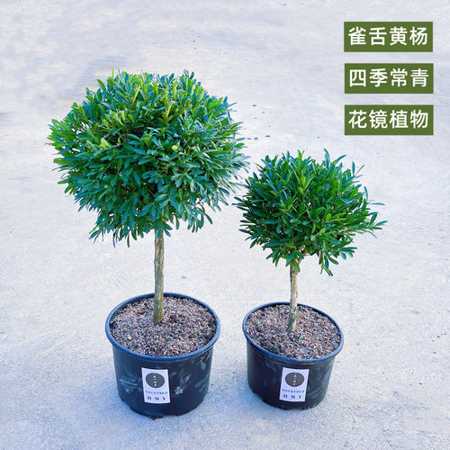 雀舌黄杨四季常青耐寒植物阳台