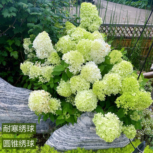 圆锥绣球石灰灯香草莓花苗