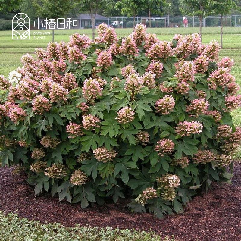 小椿日和栎叶绣球声雪花