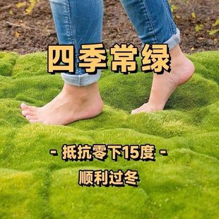 爱尔兰珍珠草庭院盆栽绿化四季常绿草坪开花耐寒耐旱多年生宿根