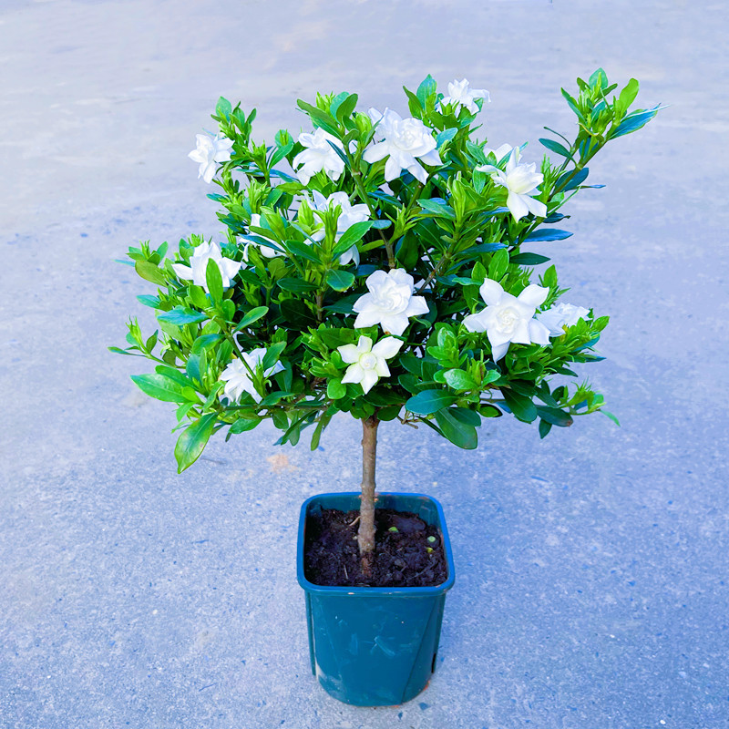 栀子花盆栽小叶独杆栀子花雀舌大叶牡丹带花苞大树苗四季开浓香型