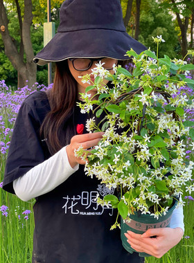 黄色风车茉莉盆栽粉色洗礼大苗银丝花苗托斯卡纳之星络石爬藤植物