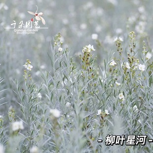 花镜植物柳叶星河花盆栽四季常绿耐热耐寒阳台花卉庭院绿植花期长