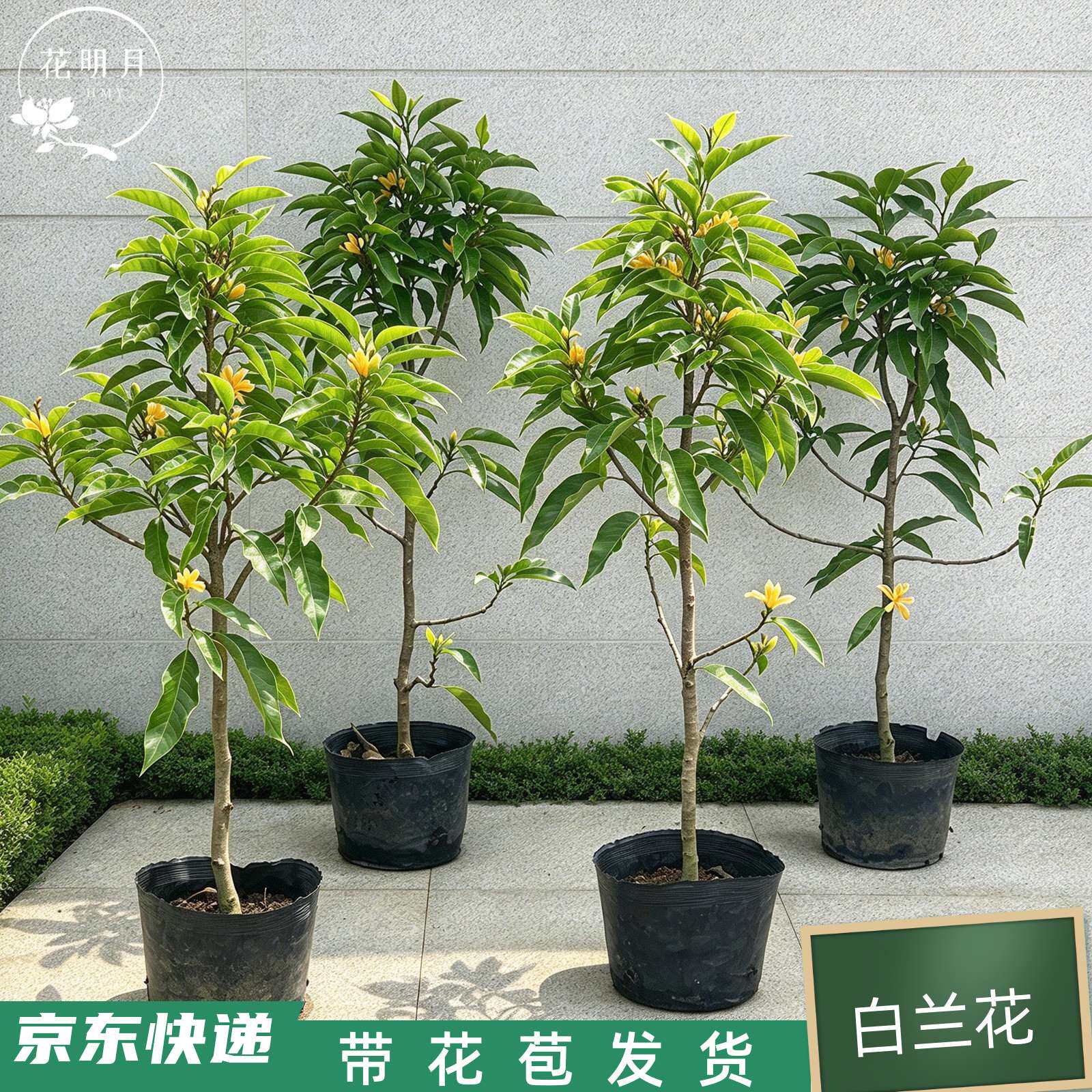 白兰花黄角兰带花苞发货苏州基地