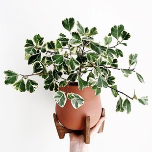 花与花器 牛奶榕 心叶榕锦三角榕树室内外阳台桌面耐晒绿植物盆栽