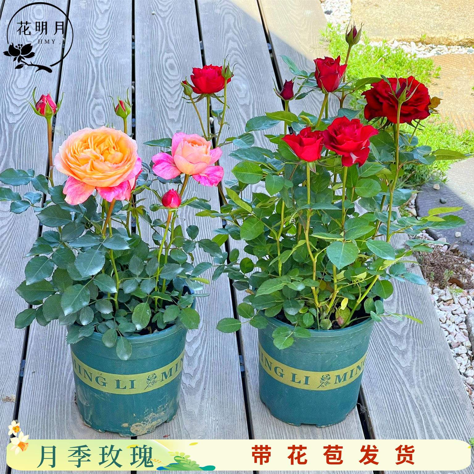 月季花苗玫瑰盆栽果汁阳台花卉红黄浓香大花美人月季带苞发货花园