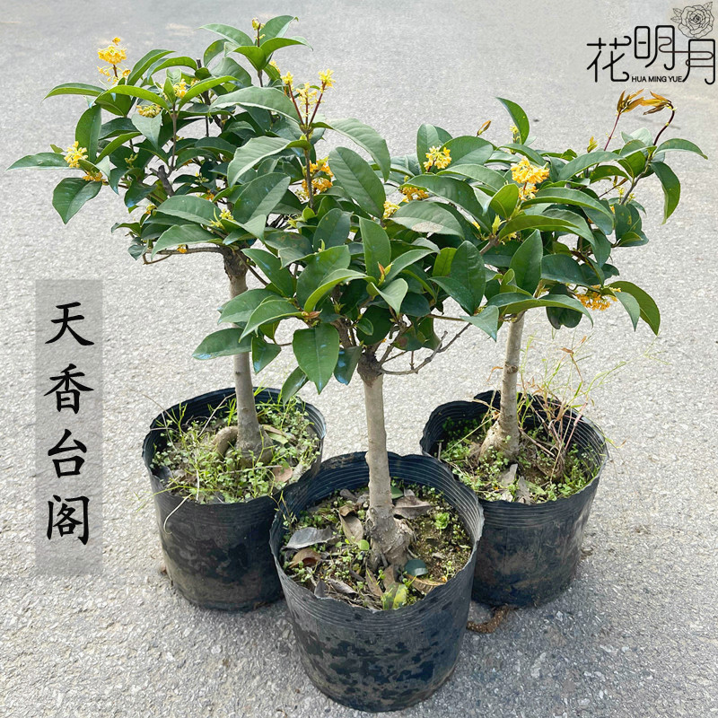 天香台阁桂花苗盆栽嫁接盆景老桩原生树桩浓香四季开花金桂带花苞