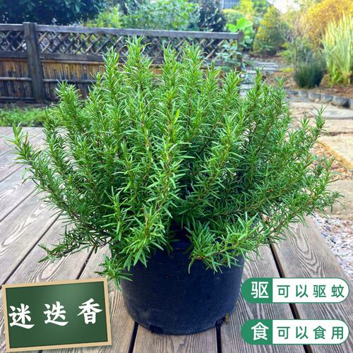 迷迭香盆栽可以食用驱蚊耐寒四季
