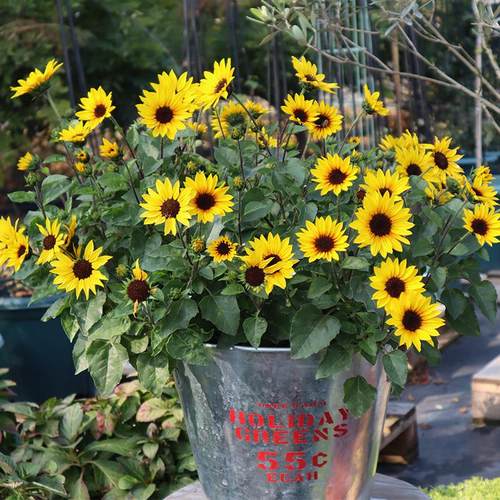 种花王大爷光辉岁月向日葵