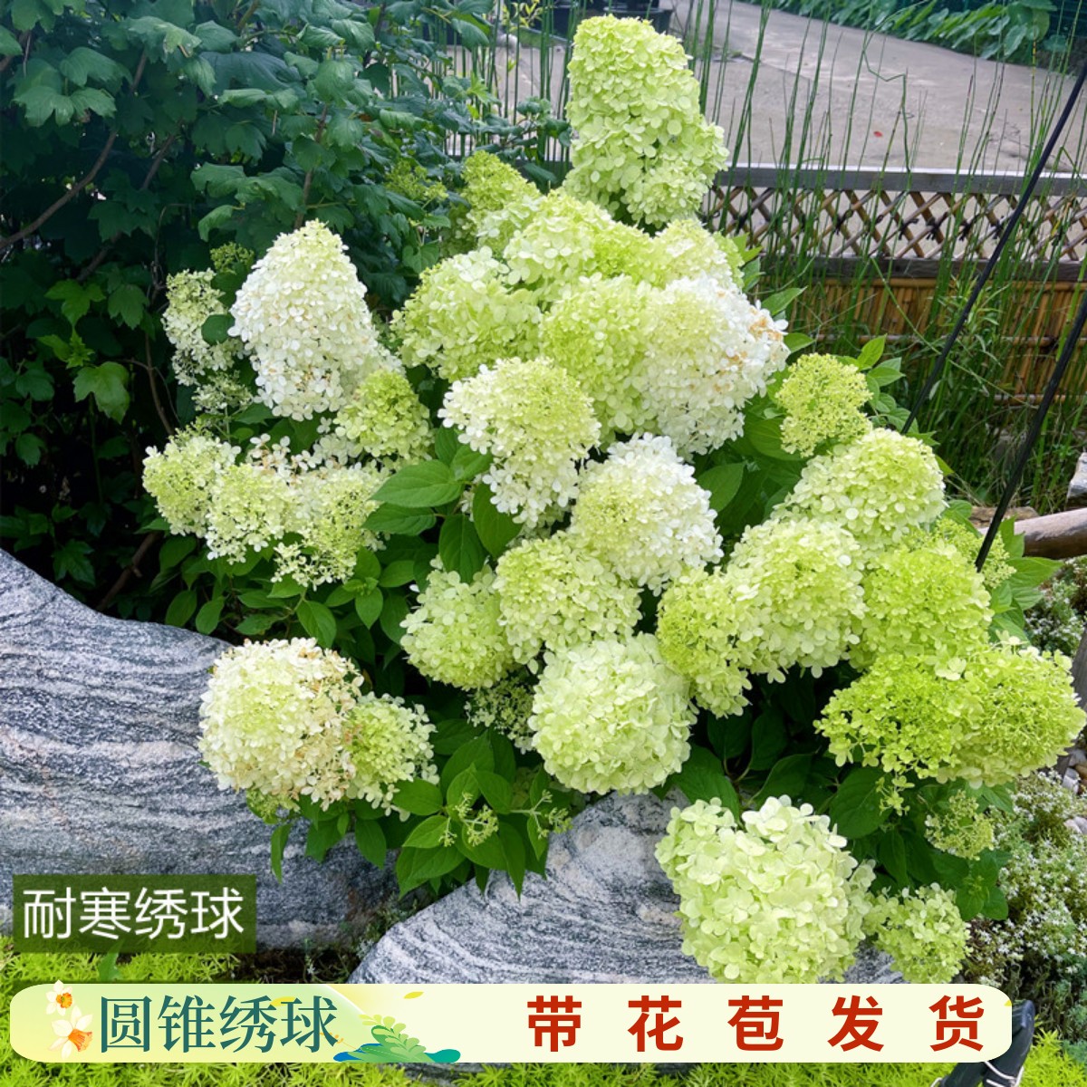 圆锥绣球石灰灯香草莓花苗