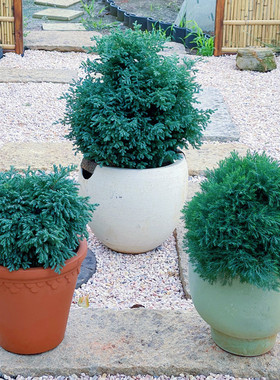 蓝色波尔瓦蓝湖柏皮球柏灌木球类盆栽园雾松耐寒四季常青花镜植物