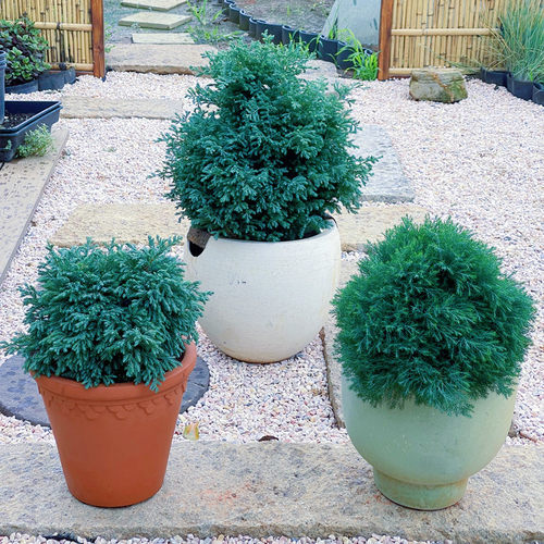 蓝色波尔瓦蓝湖柏皮球柏花园植物