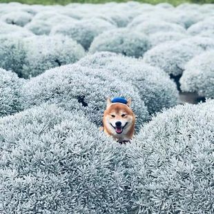 芙蓉菊老桩雪艾盆栽花苗玉芙蓉盆景银叶菊绿植花卉阳台庭院
