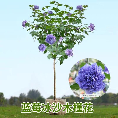 蓝莓冰沙木槿棒糖盆栽重瓣