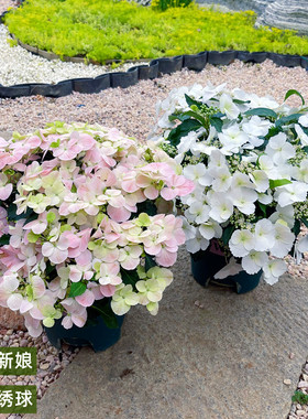 粉色落跑新娘绣球花盆栽蓝色已调色带花苞花园爬藤植物大苗多年生