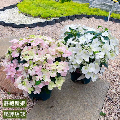 花明月粉色落跑新娘带花苞发货