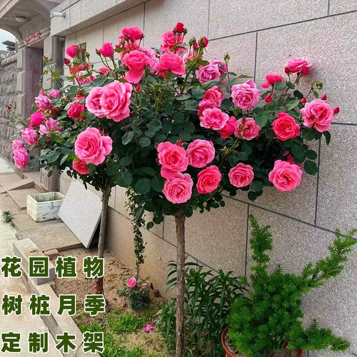 树桩月季特大花高杆月季花树棒棒糖树状月季嫁接玫瑰花苗花镜植物
