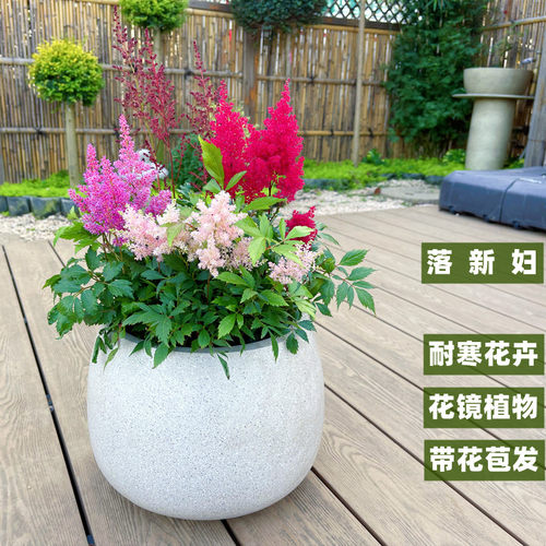 花明月落新妇耐寒花卉带花苞发货