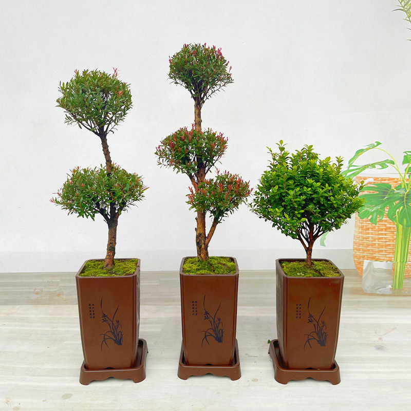 小叶赤楠盆景红杨微型盆栽办公室老桩室内好养活四季常青绿色植物