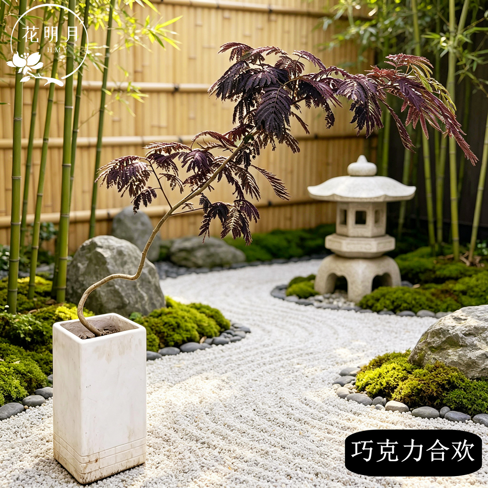 巧克力合欢紫叶合欢树阳台庭院植物耐寒耐热盆栽绿植花园花镜植物