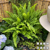 肾蕨盆栽蕨类植物波士顿室内鸟巢富贵彩虹蕨耐阴四季 常青花镜植物