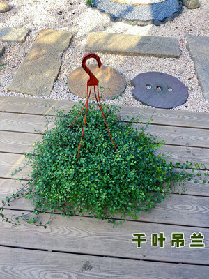 千叶吊兰盆栽观叶植物阳台窗台垂吊面包装蛋糕饰点缀绿植花镜植物